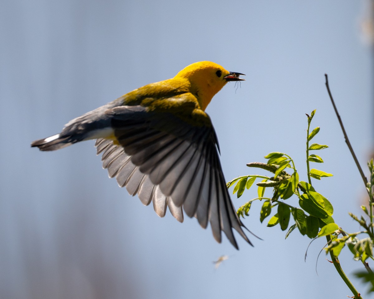 Prothonotary Warbler - ML619518226