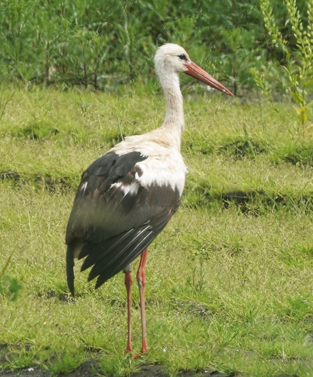 White Stork - ML619518242