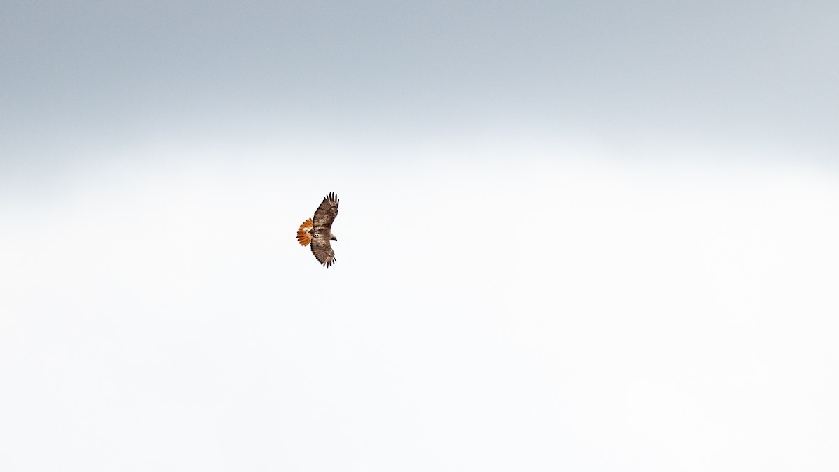 Red-tailed Hawk - ML619518246