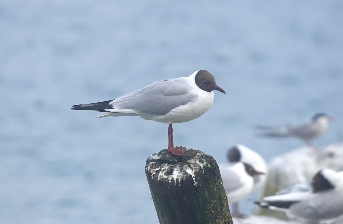 Mouette rieuse - ML619518263