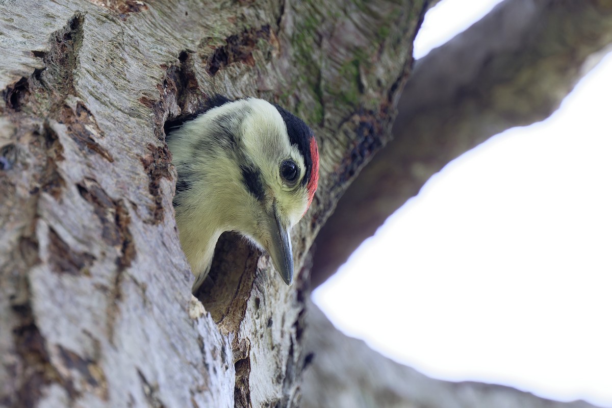 Great Spotted Woodpecker - ML619518270