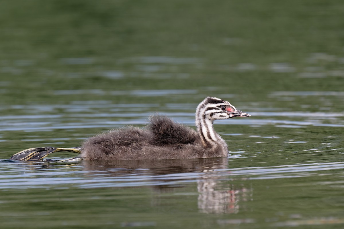 Great Crested Grebe - ML619518271