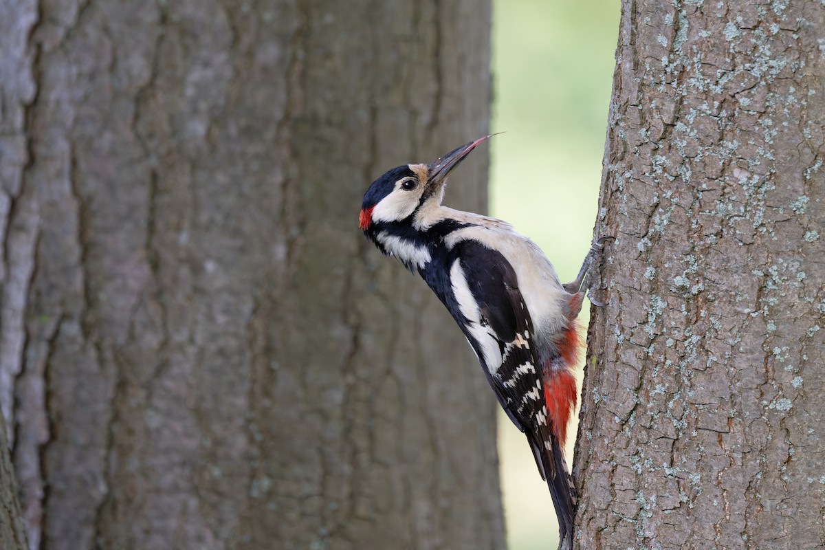 Great Spotted Woodpecker - ML619518280