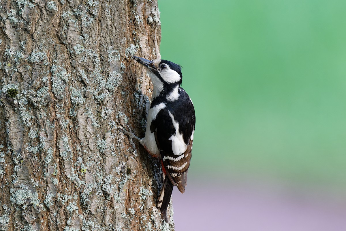 Great Spotted Woodpecker - ML619518291