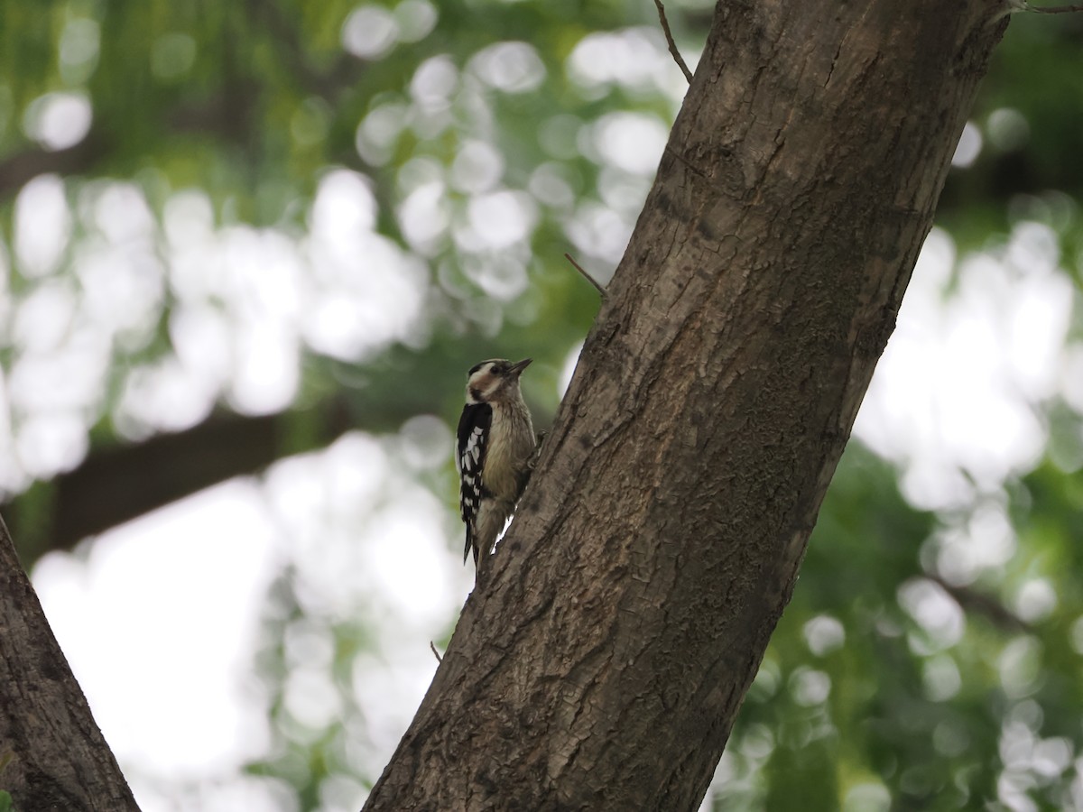 Gray-capped Pygmy Woodpecker - ML619518300