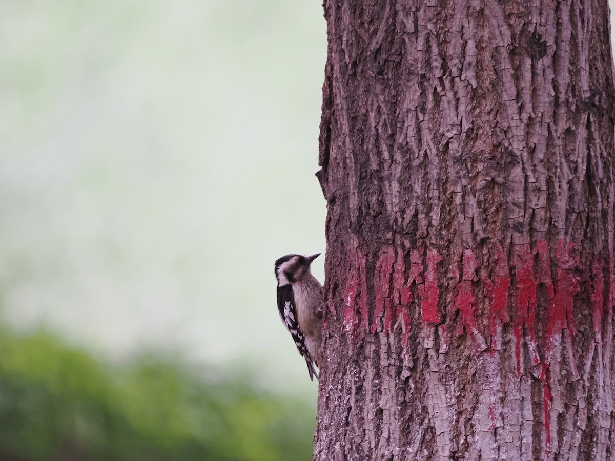 Gray-capped Pygmy Woodpecker - ML619518301