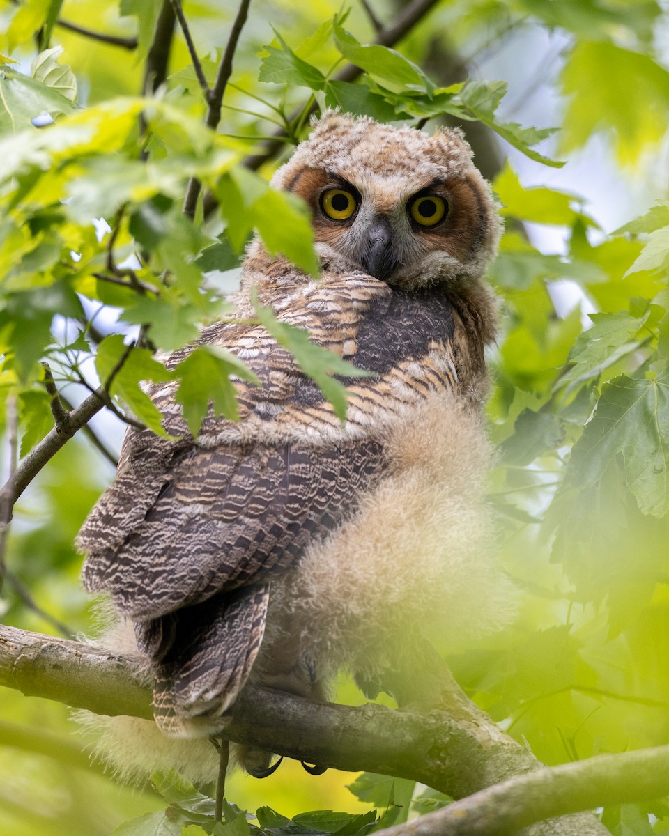 Great Horned Owl - ML619518315
