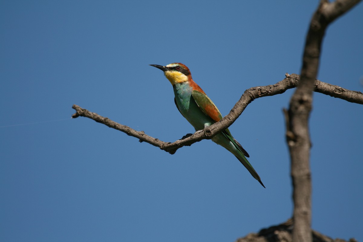 European Bee-eater - ML619518324