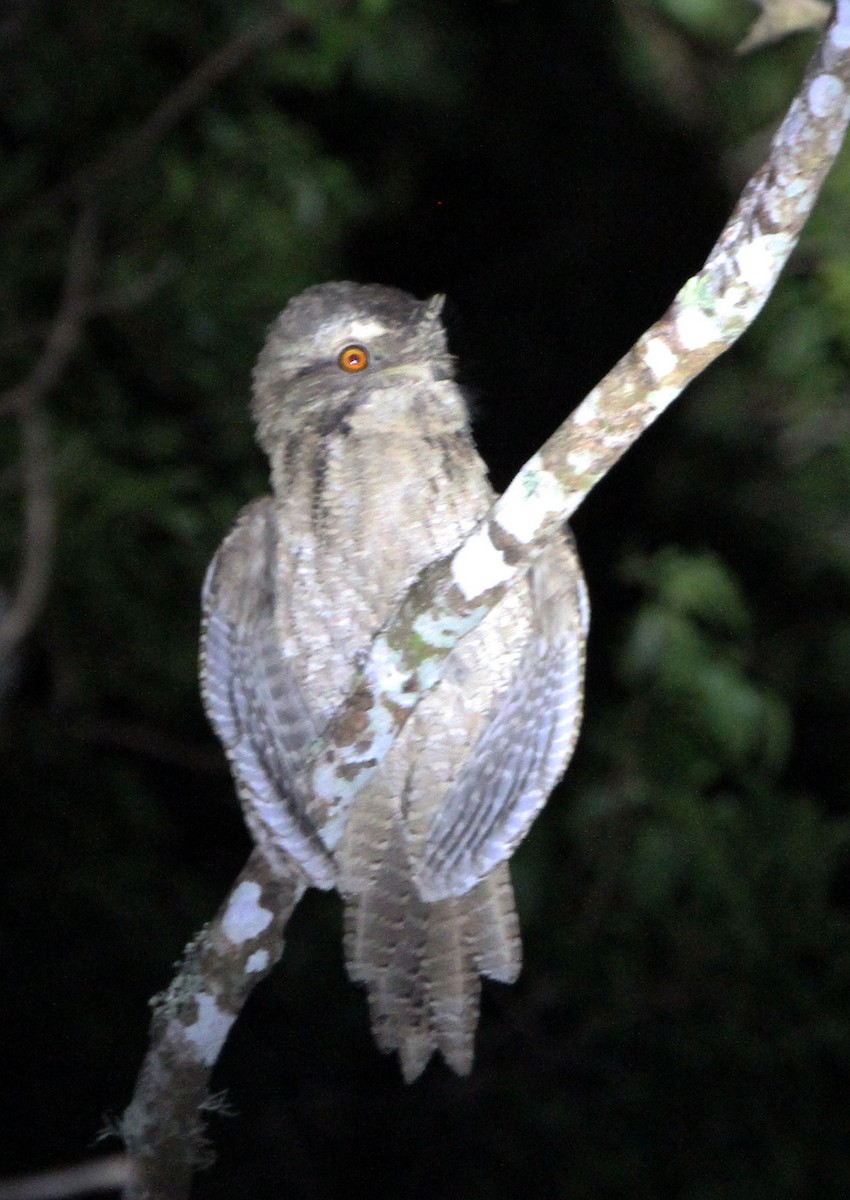 Marbled Frogmouth - ML619518342