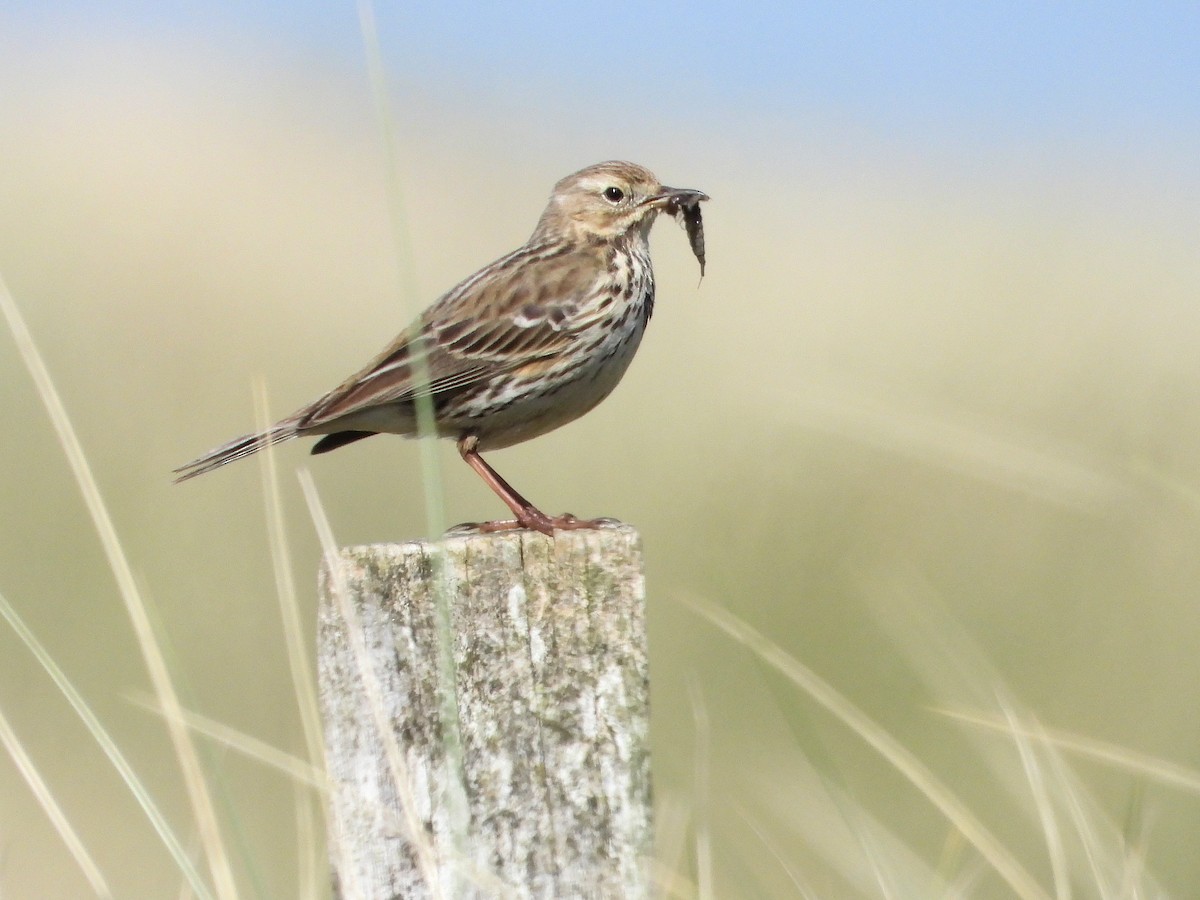Meadow Pipit - ML619518349