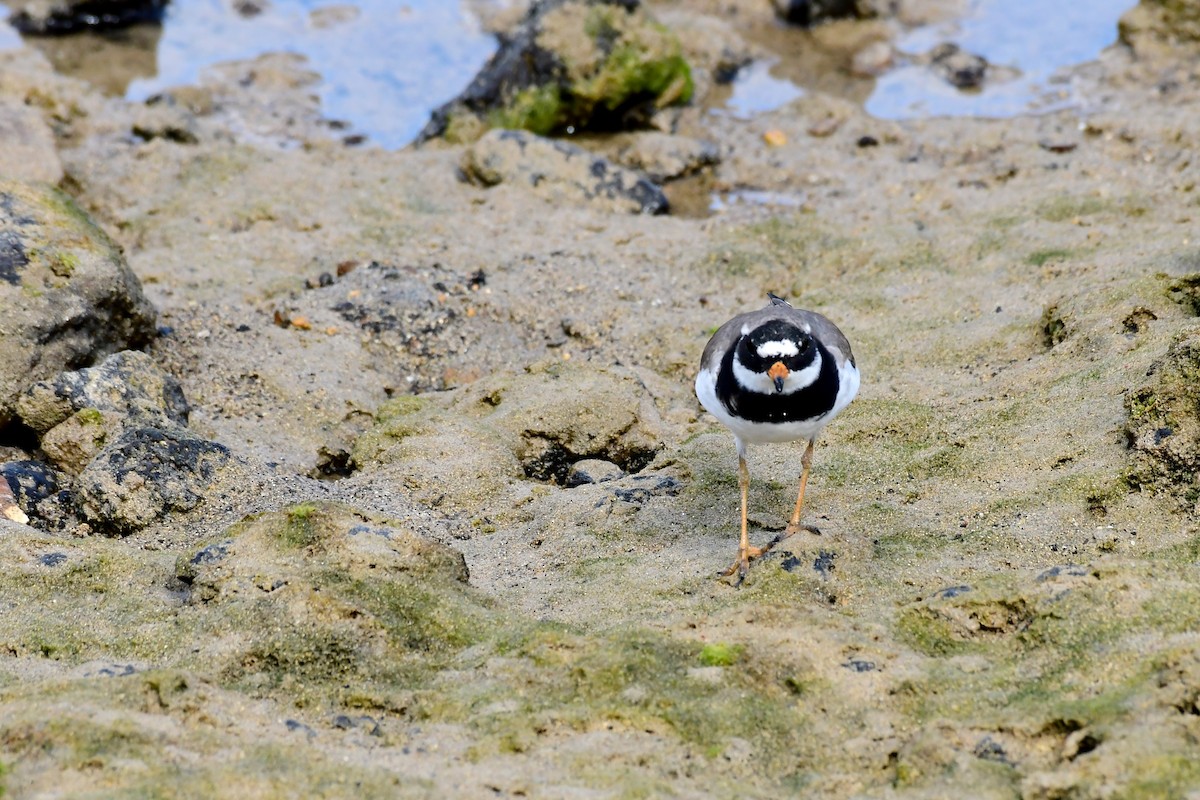 Common Ringed Plover - ML619518350