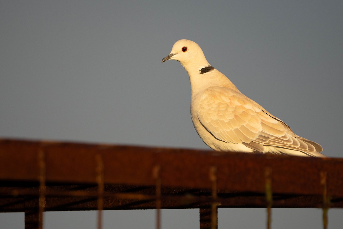 African Collared-Dove - ML619518351