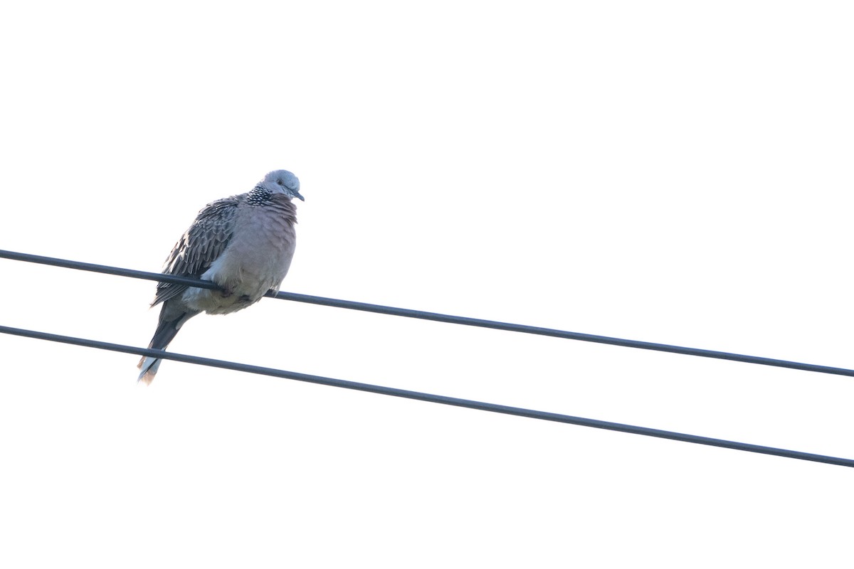 Spotted Dove - ML619518352