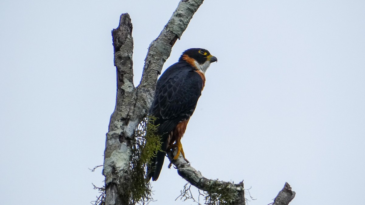 Orange-breasted Falcon - ML619518393