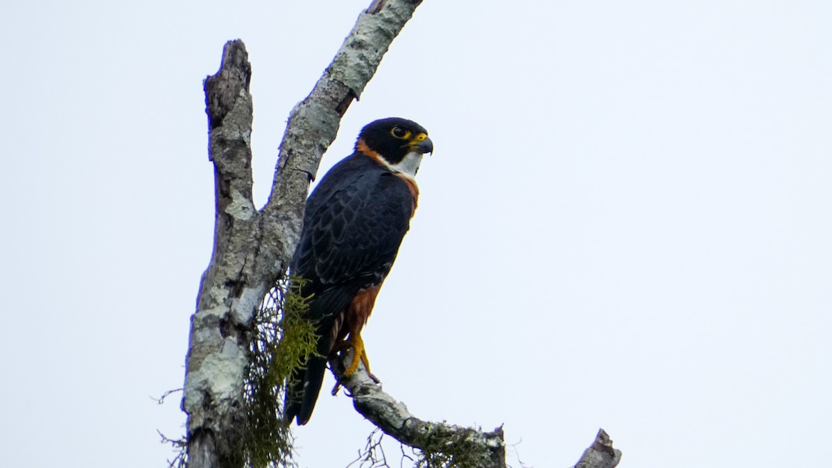 Orange-breasted Falcon - ML619518396