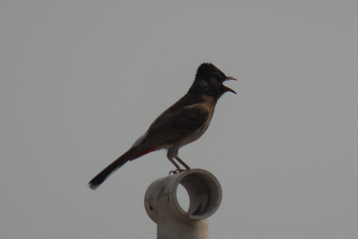 Red-vented Bulbul - ML619518398