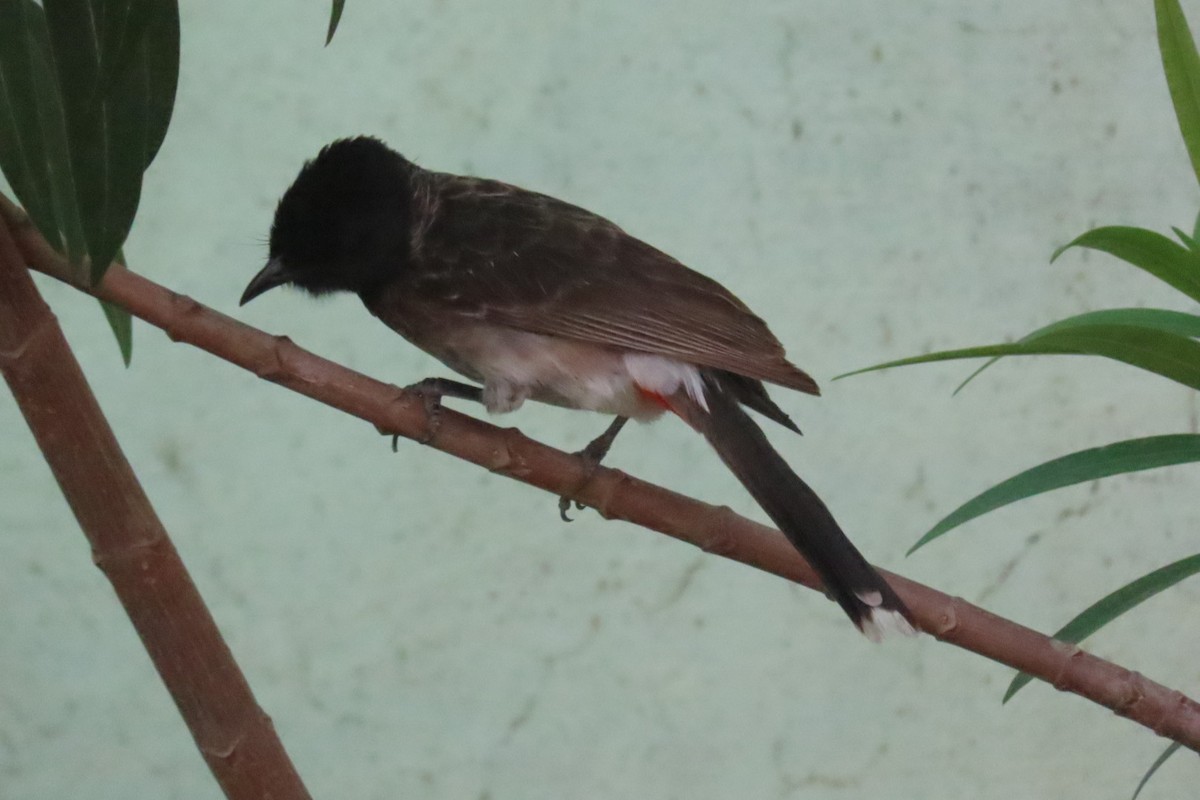Red-vented Bulbul - ML619518400
