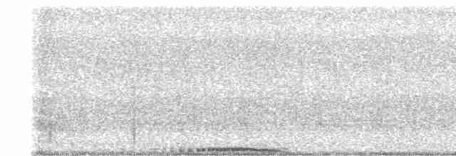 holub skalní (domácí) - ML619518404