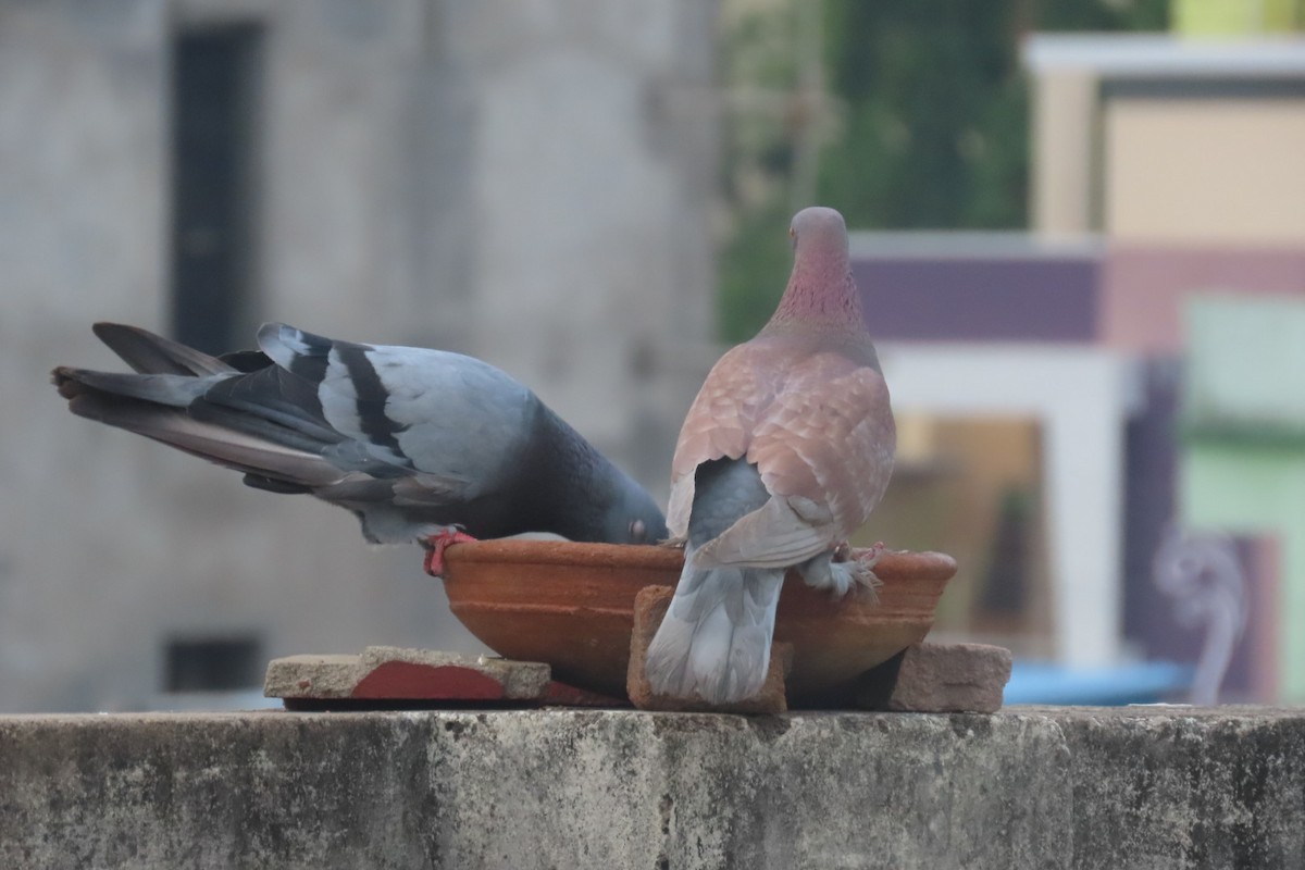 Pigeon biset (forme domestique) - ML619518410