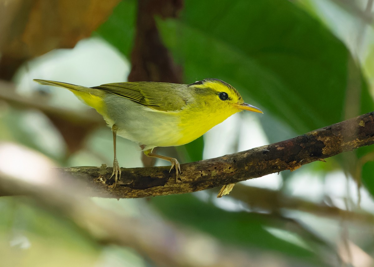 Yellow-vented Warbler - ML619518440