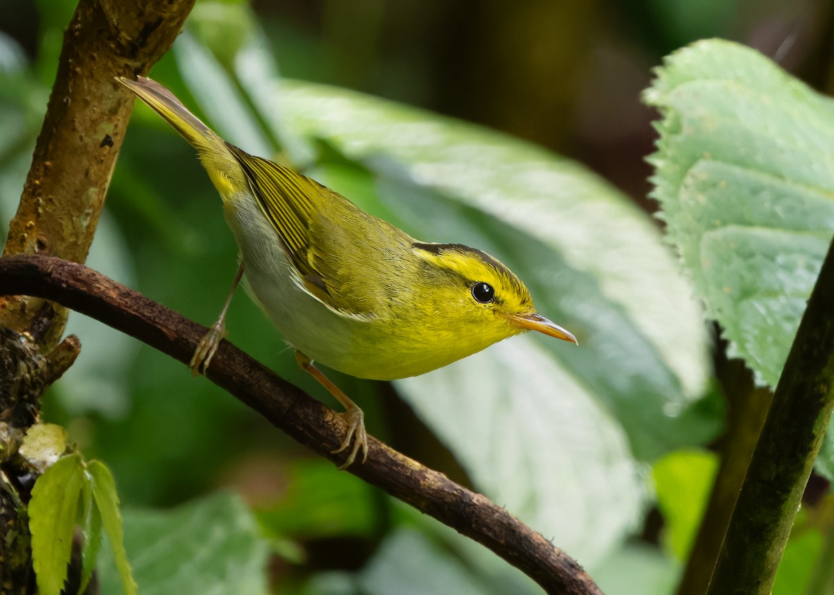 Yellow-vented Warbler - ML619518441