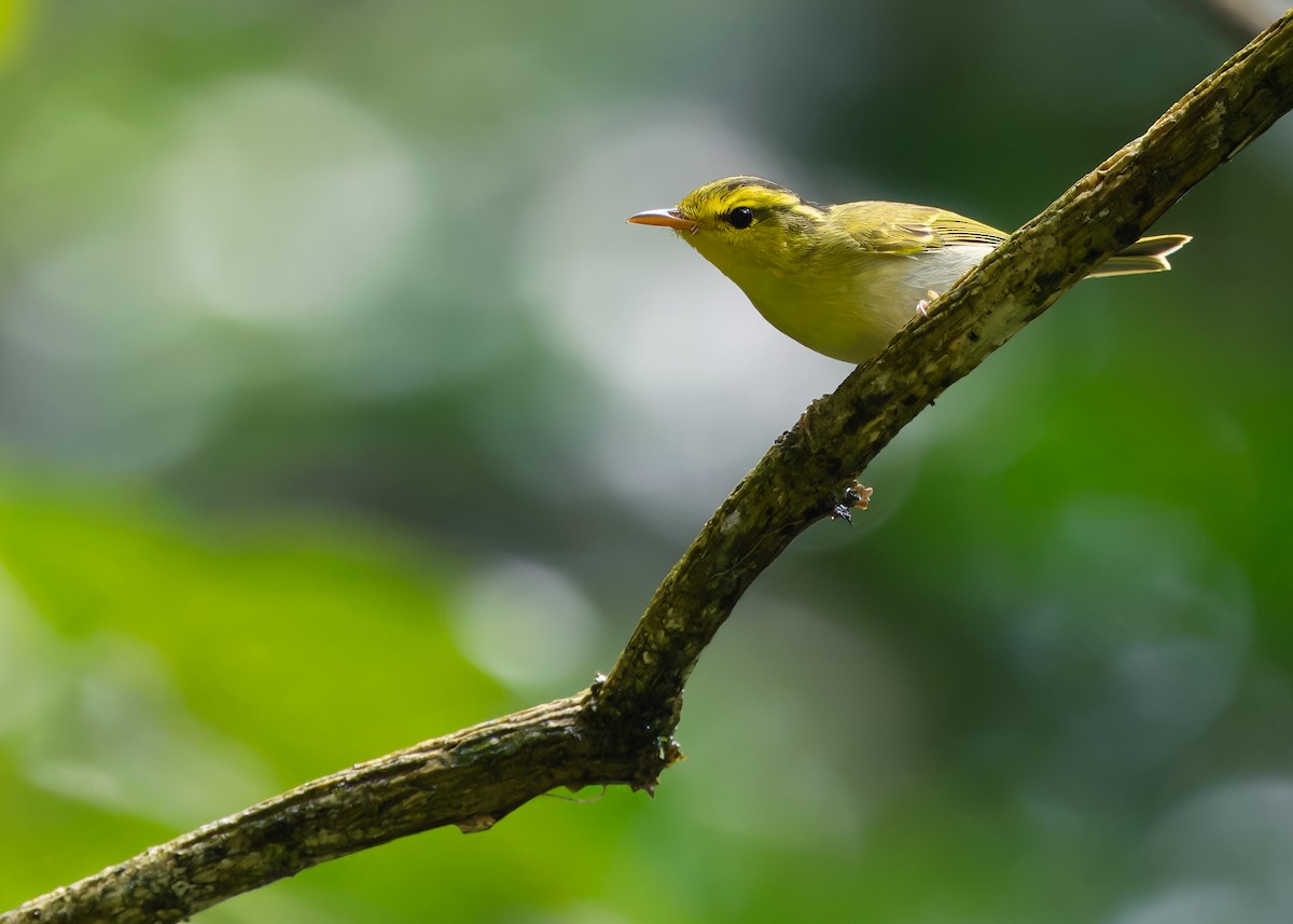 Yellow-vented Warbler - ML619518442