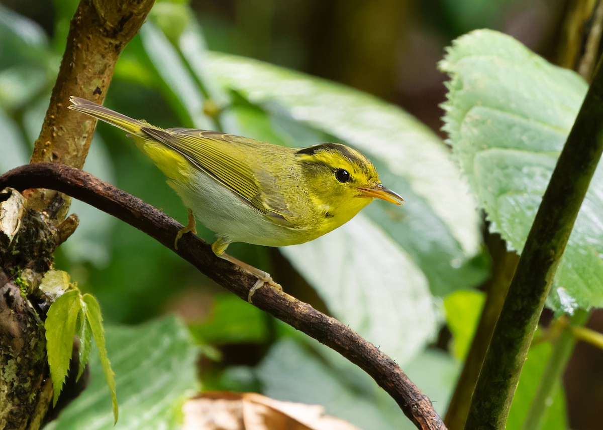 Yellow-vented Warbler - ML619518443