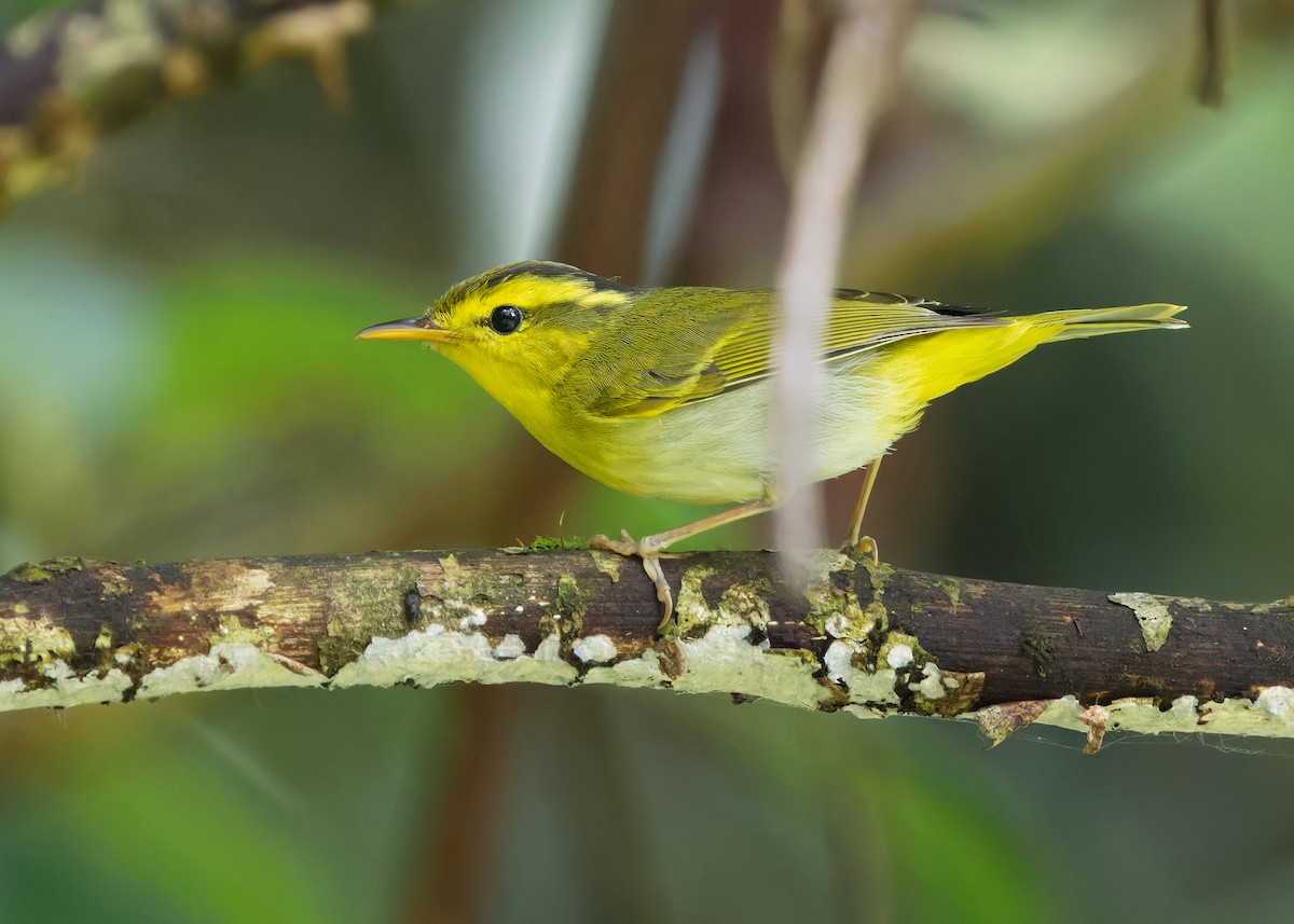 Yellow-vented Warbler - ML619518446