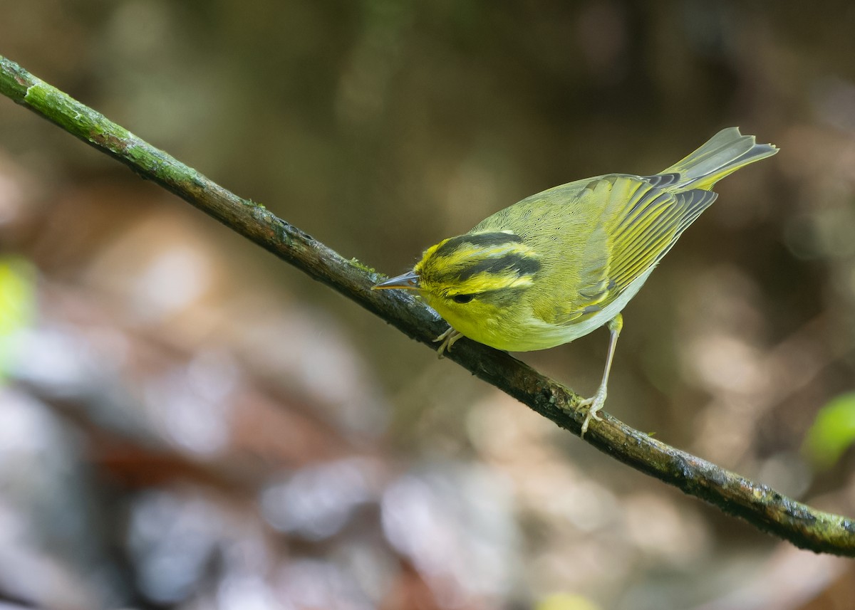Yellow-vented Warbler - ML619518448