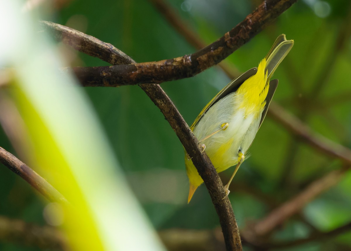 Yellow-vented Warbler - ML619518449