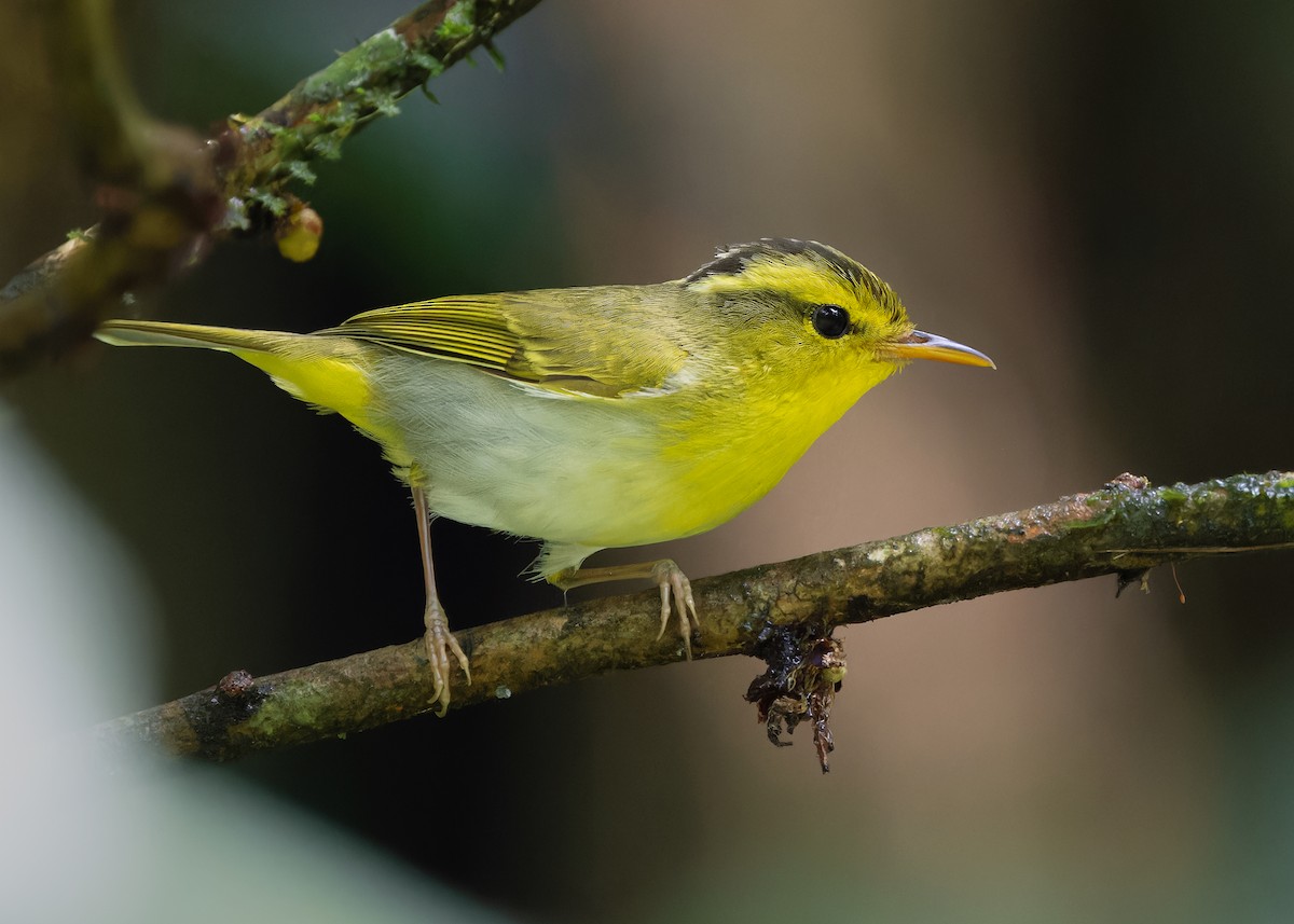 Yellow-vented Warbler - ML619518450