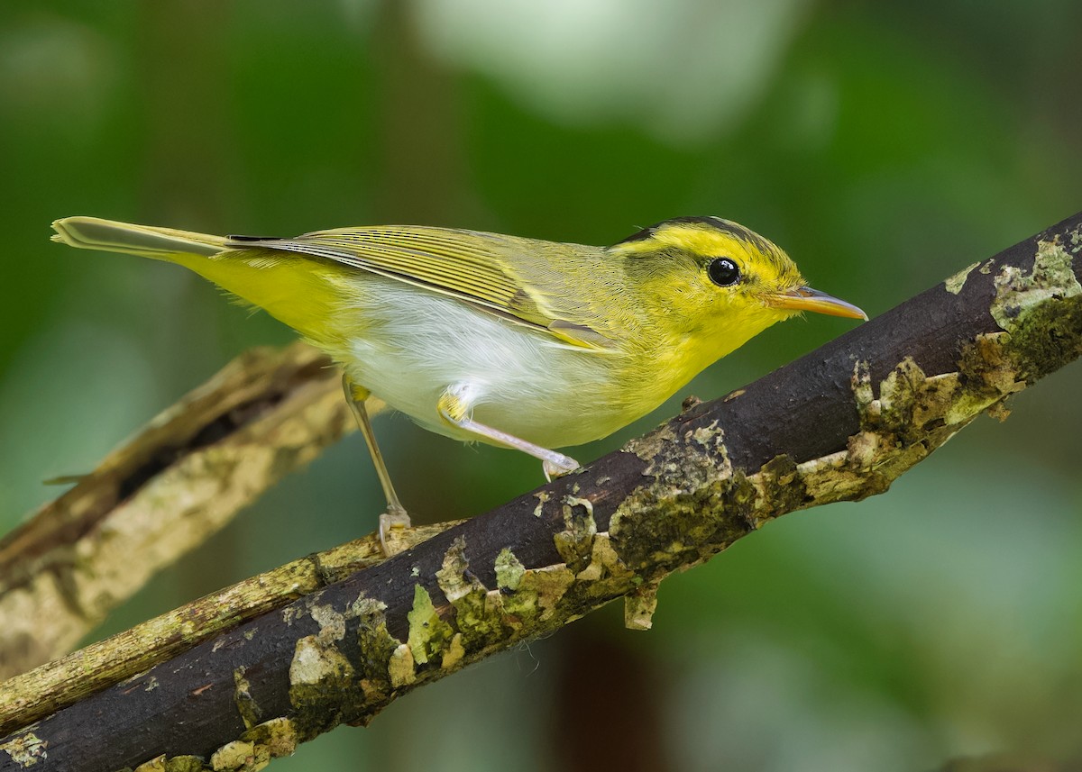 Yellow-vented Warbler - ML619518451