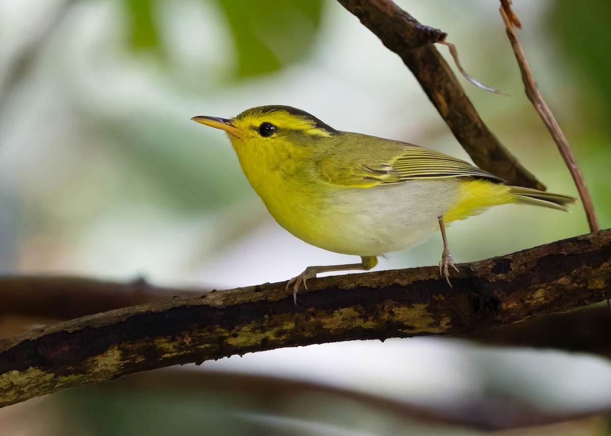 Yellow-vented Warbler - ML619518452