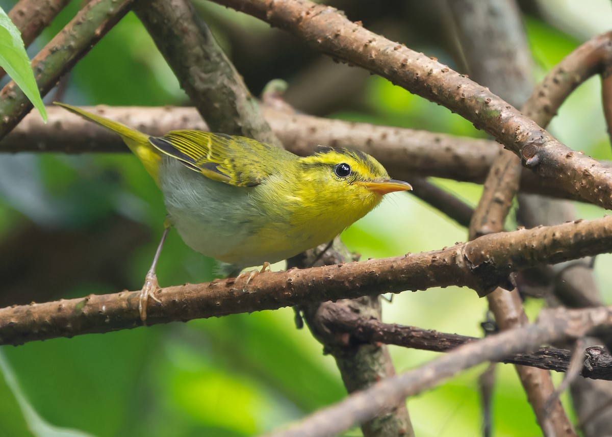 Yellow-vented Warbler - ML619518453