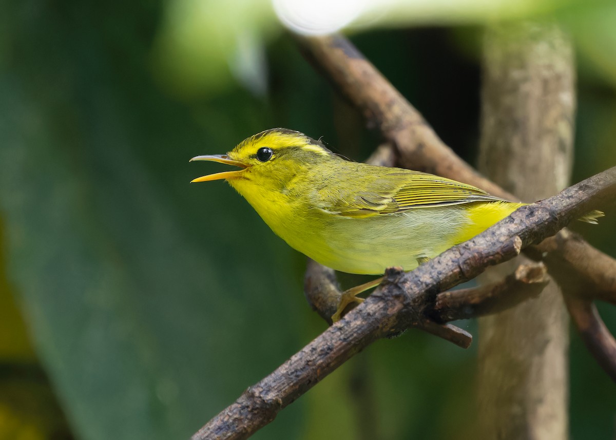Yellow-vented Warbler - ML619518454