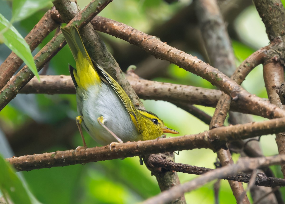 Yellow-vented Warbler - ML619518456