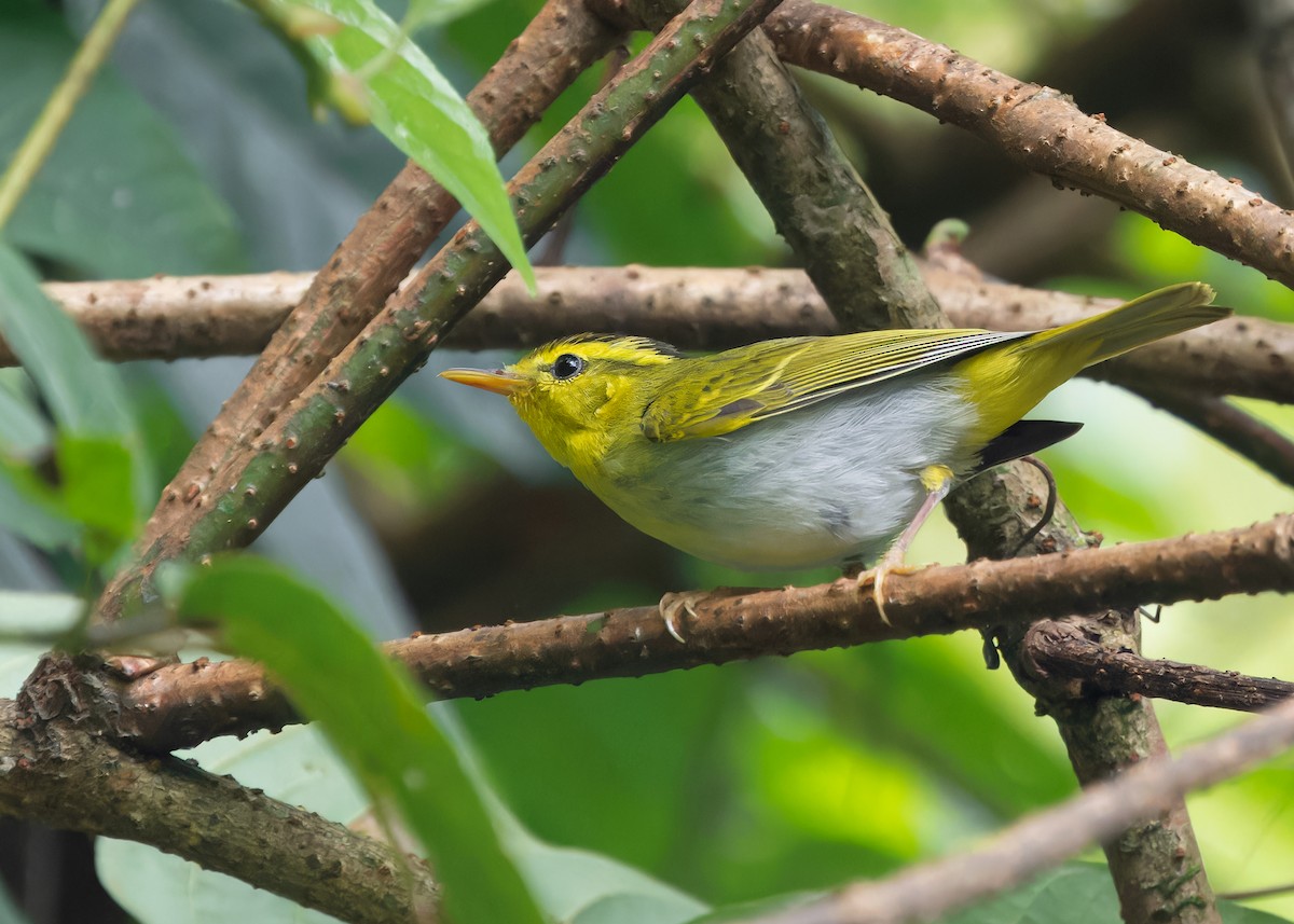 Yellow-vented Warbler - ML619518457