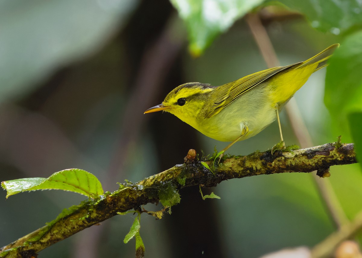 Yellow-vented Warbler - ML619518458