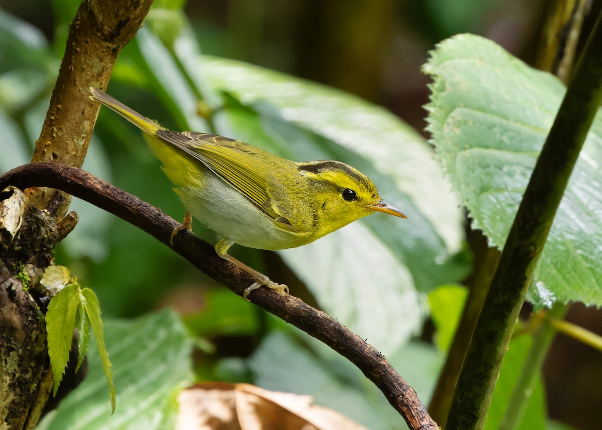 Yellow-vented Warbler - ML619518459