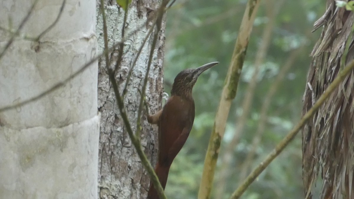 Strong-billed Woodcreeper - ML619518472
