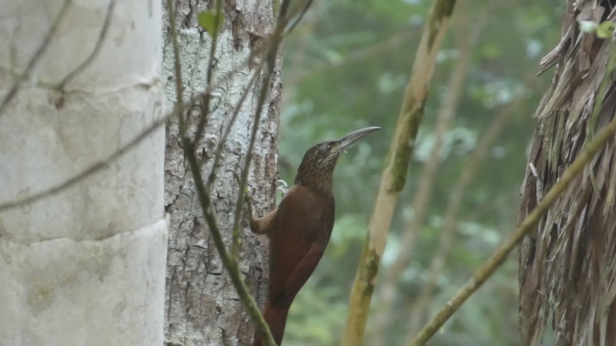 Strong-billed Woodcreeper - ML619518473