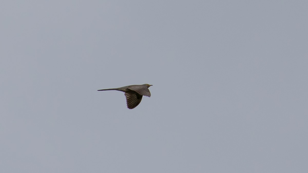 Common Cuckoo - ML619518504