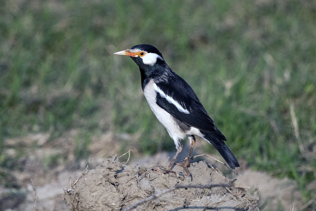 Indian Pied Starling - ML619518509