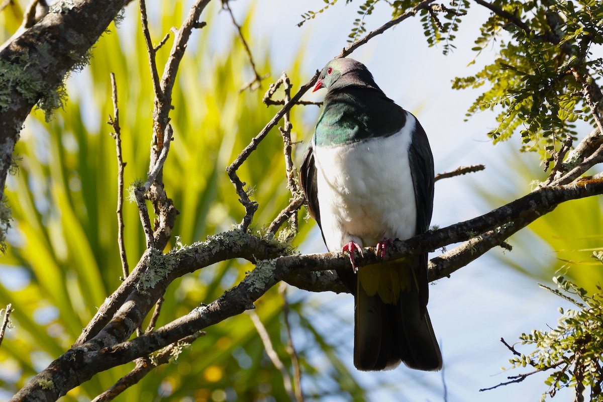 New Zealand Pigeon - ML619518562