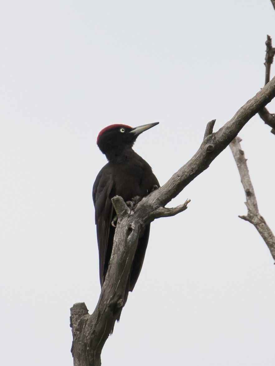 Black Woodpecker - ML619518581