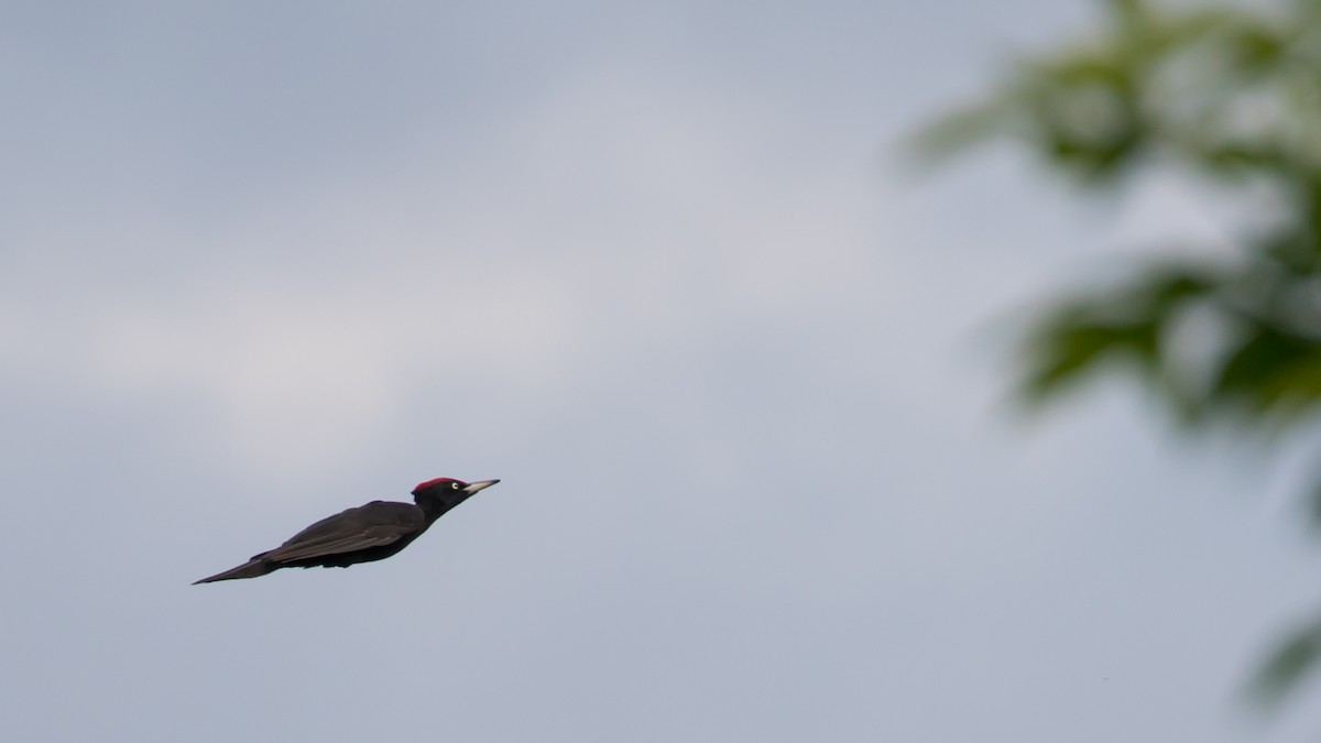 Black Woodpecker - ML619518583