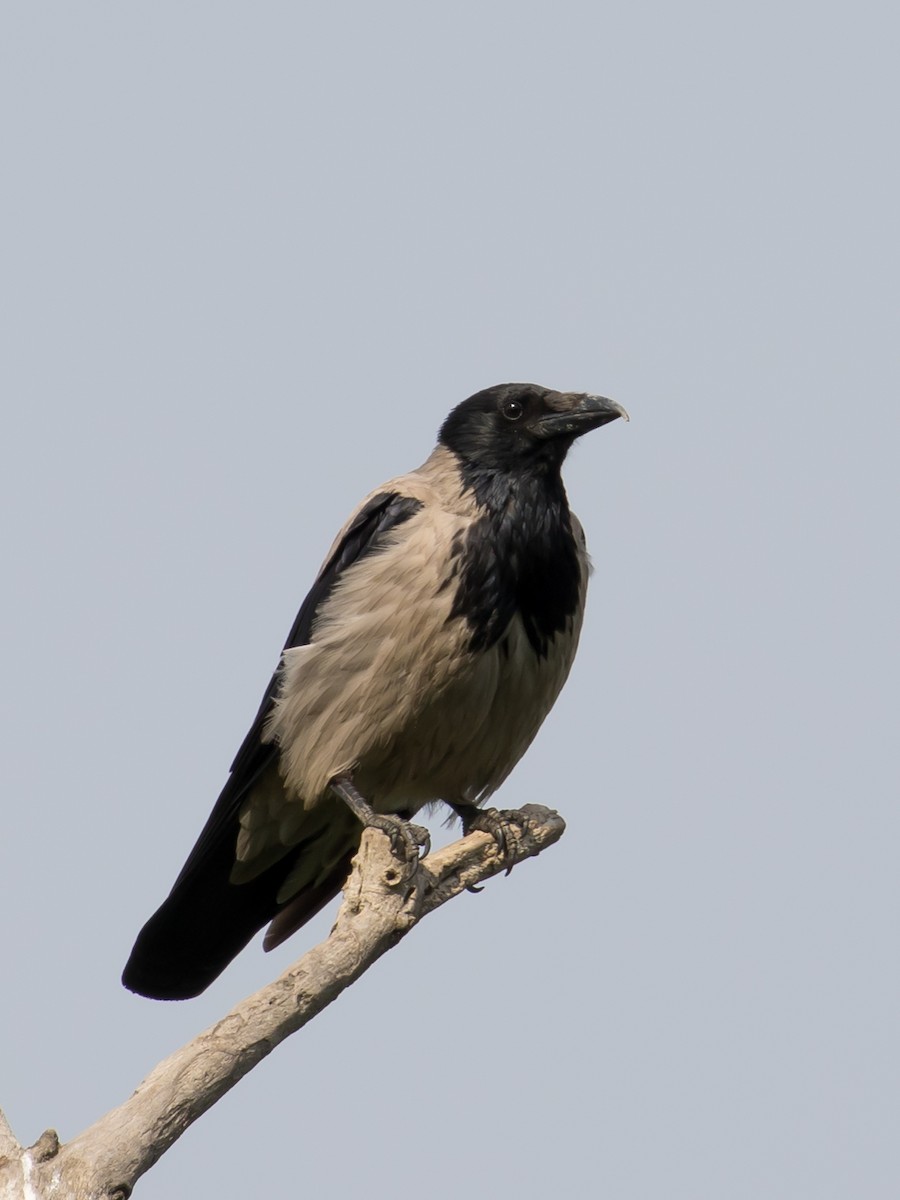 Hooded Crow - ML619518632