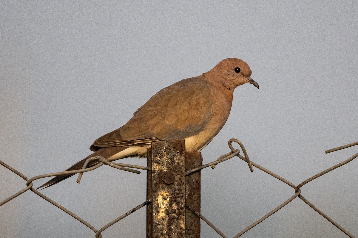 Laughing Dove - ML619518642