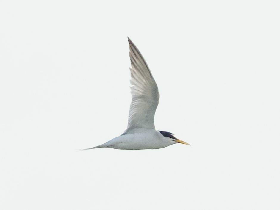 Little Tern - ML619518669