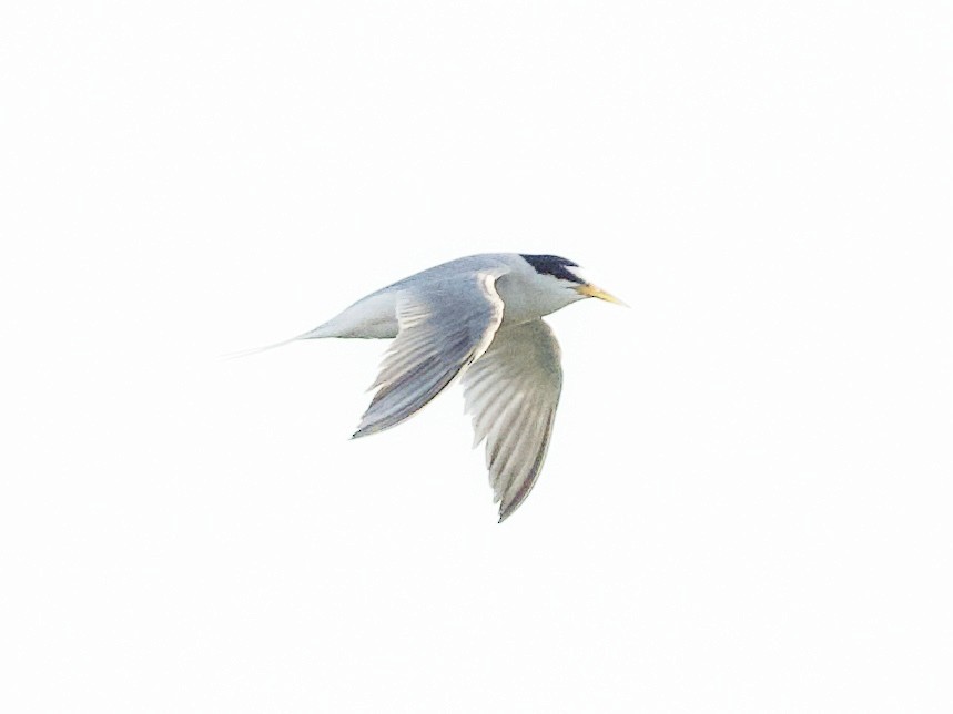 Little Tern - ML619518670